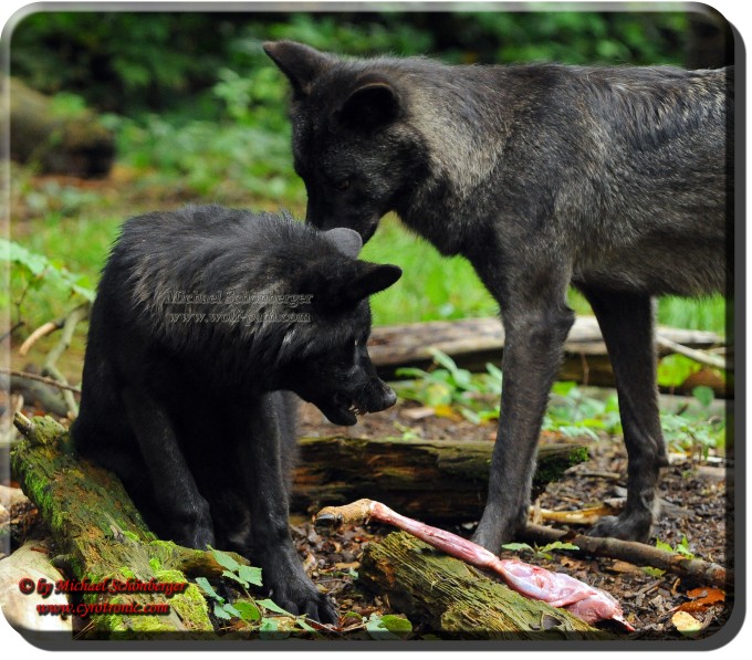 Carlo verteitigt sein Futter vor dem erwachsenen Wolf